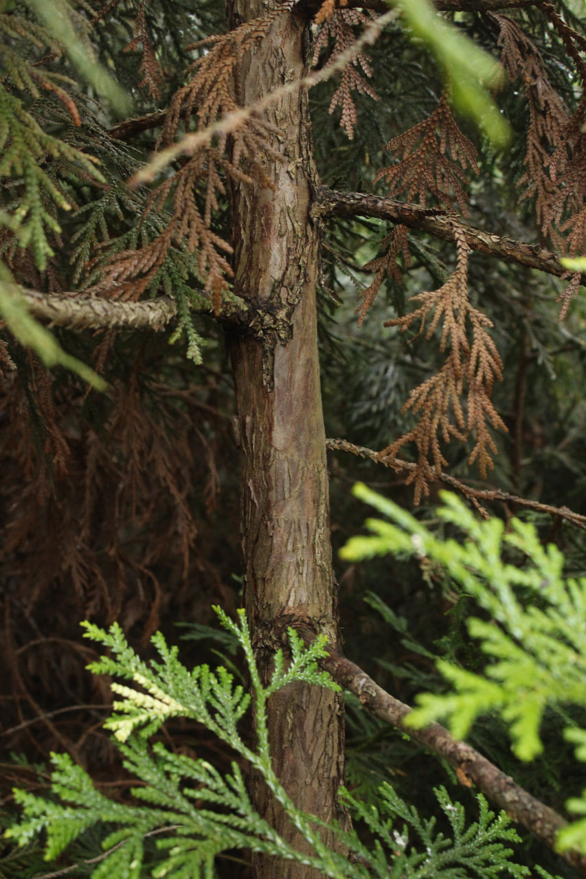 Кора туевика долотовидного ‘Variegata’