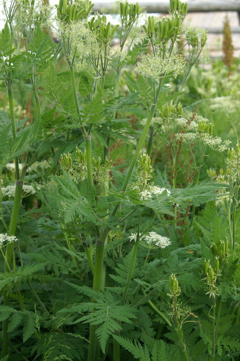 2. Миррис душистый (Myrrhis odorata L. Scop.)
