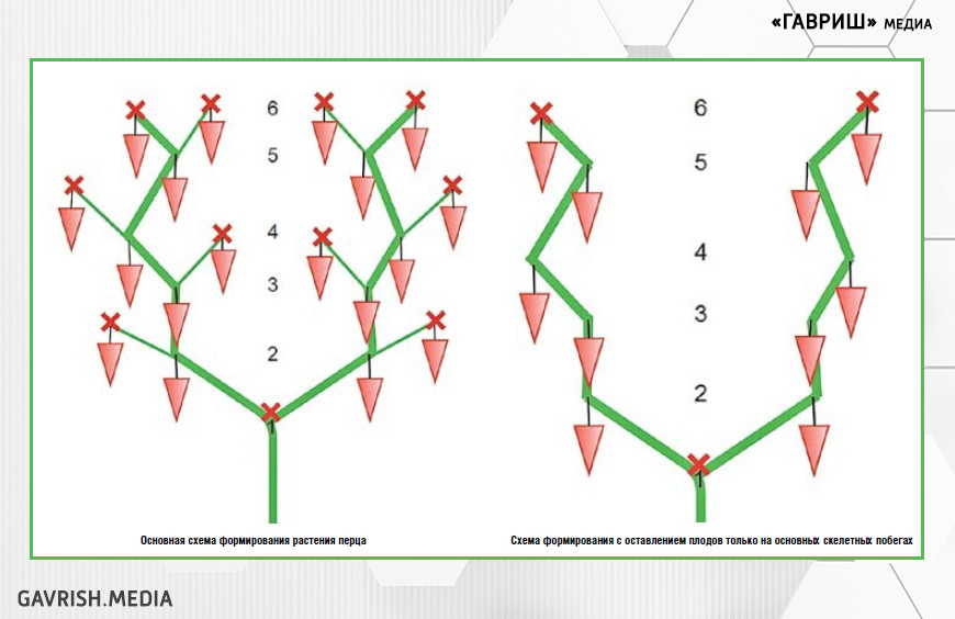 Формирование перца в открытом грунте пошаговая. Формирование перца в открытом грунте схема. Схема формирования кустов перца в теплице. Схема формирования перца в теплице. Схема формирования куста перца в теплице.