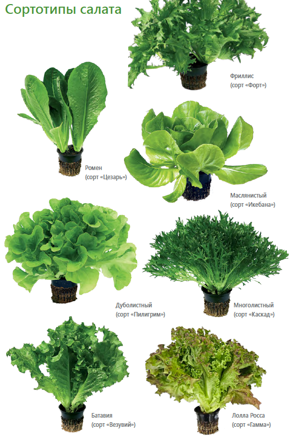 Салатный микс