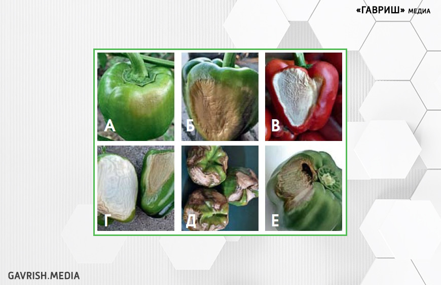 Солнечные ожоги на плодах перца: А, Б - размягчение тканей; В,Г - полное высыхание тканей; Д - массовые ожоги на плодах; Е - развитие вторичной инфекции