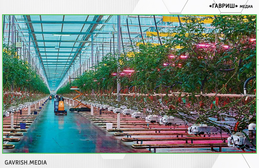 Как новое LED-освещение в теплицах повышает урожайность