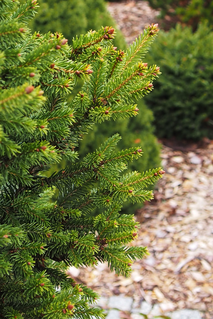 2. Молодые приросты сорта ‘Wills Zwerg’