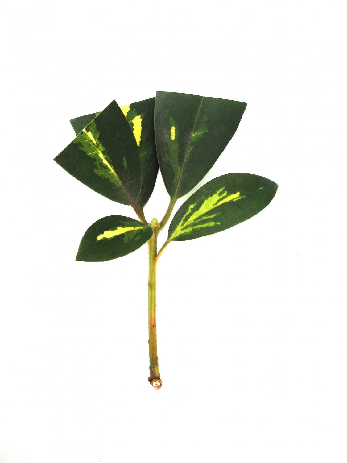 2. Одревесневшие стеблевые черенки рододендрона сорта ‘Goldflimmer’: а – подготовленный для укоренения черенок (октябрь)