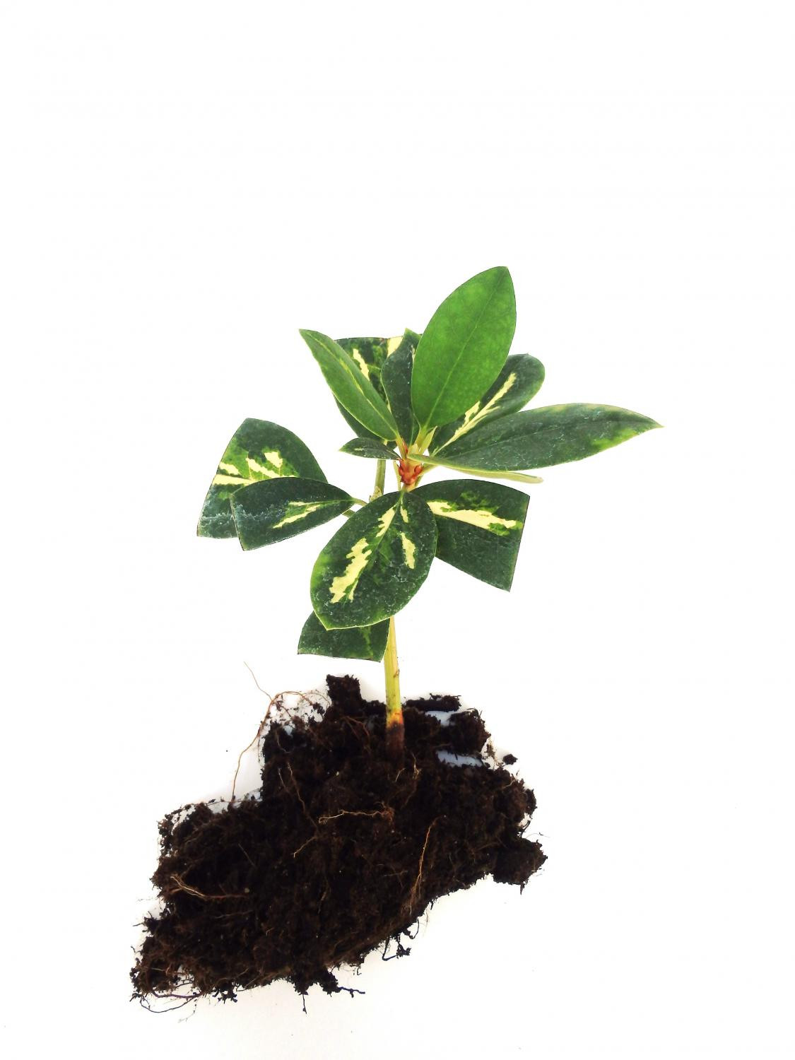 2. Одревесневшие стеблевые черенки рододендрона сорта ‘Goldflimmer’: б – укоренившийся черенок (сентябрь следующего года) 