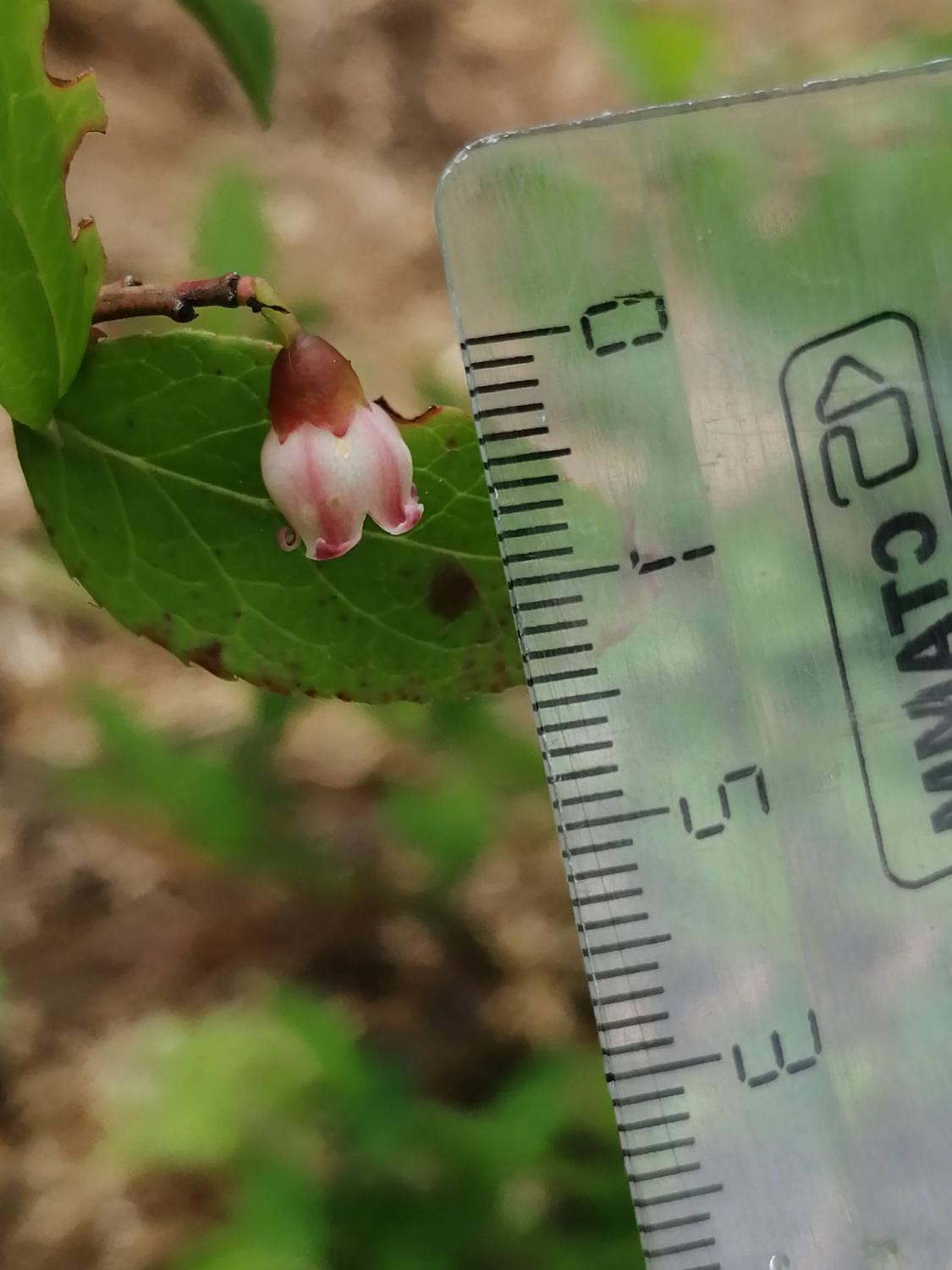 Цветок черники Смолла