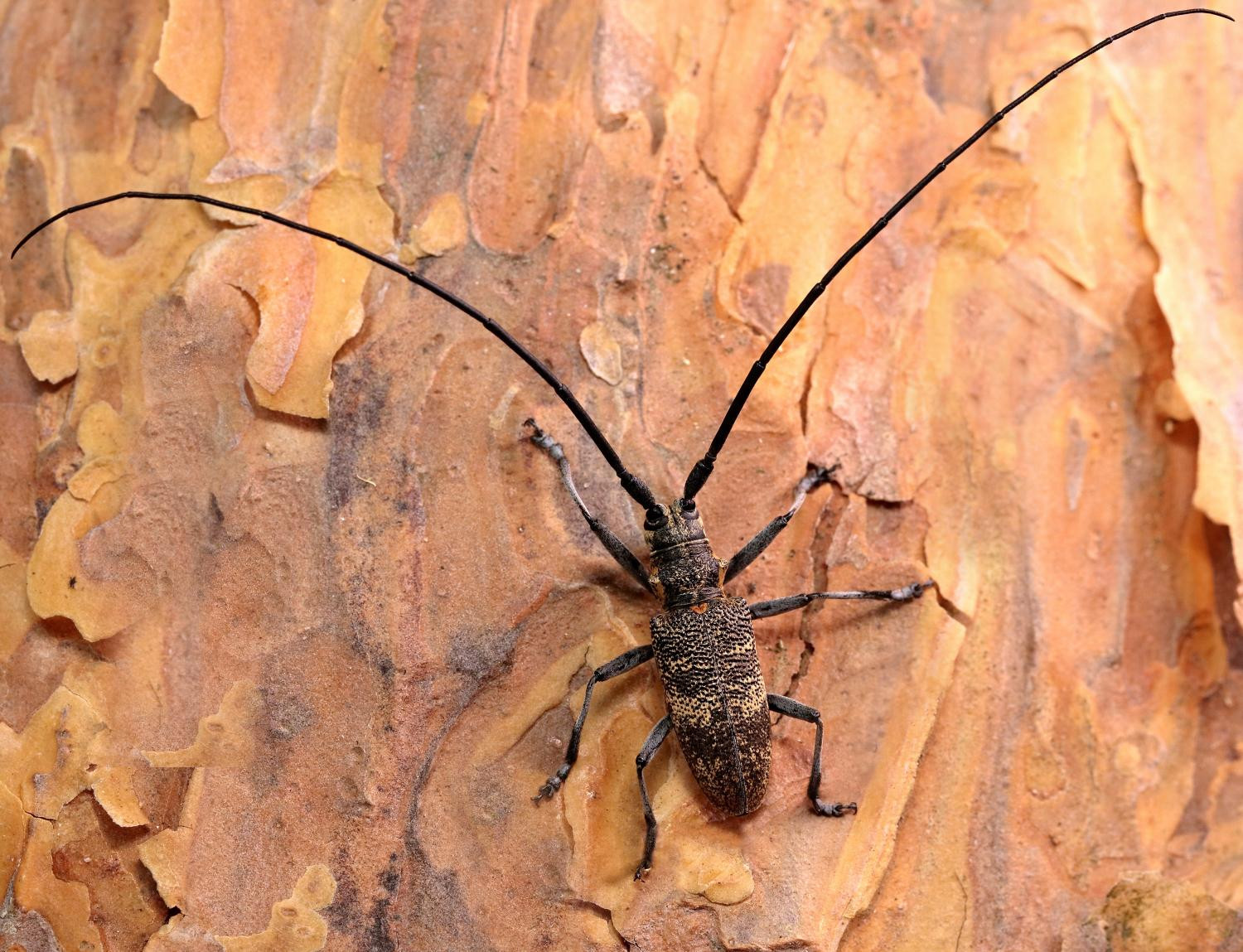 3. Чёрный сосновый усач (M. galloprovincialis Ol.)