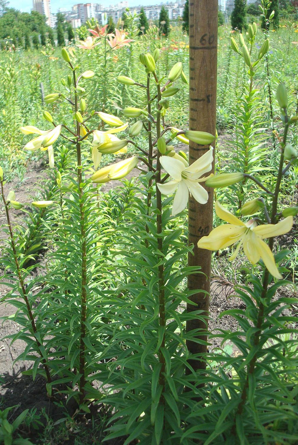 3. ‘Невеста’