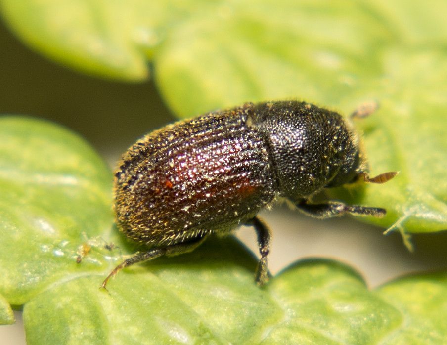 3. Кедровый лубоед (P. aubei)