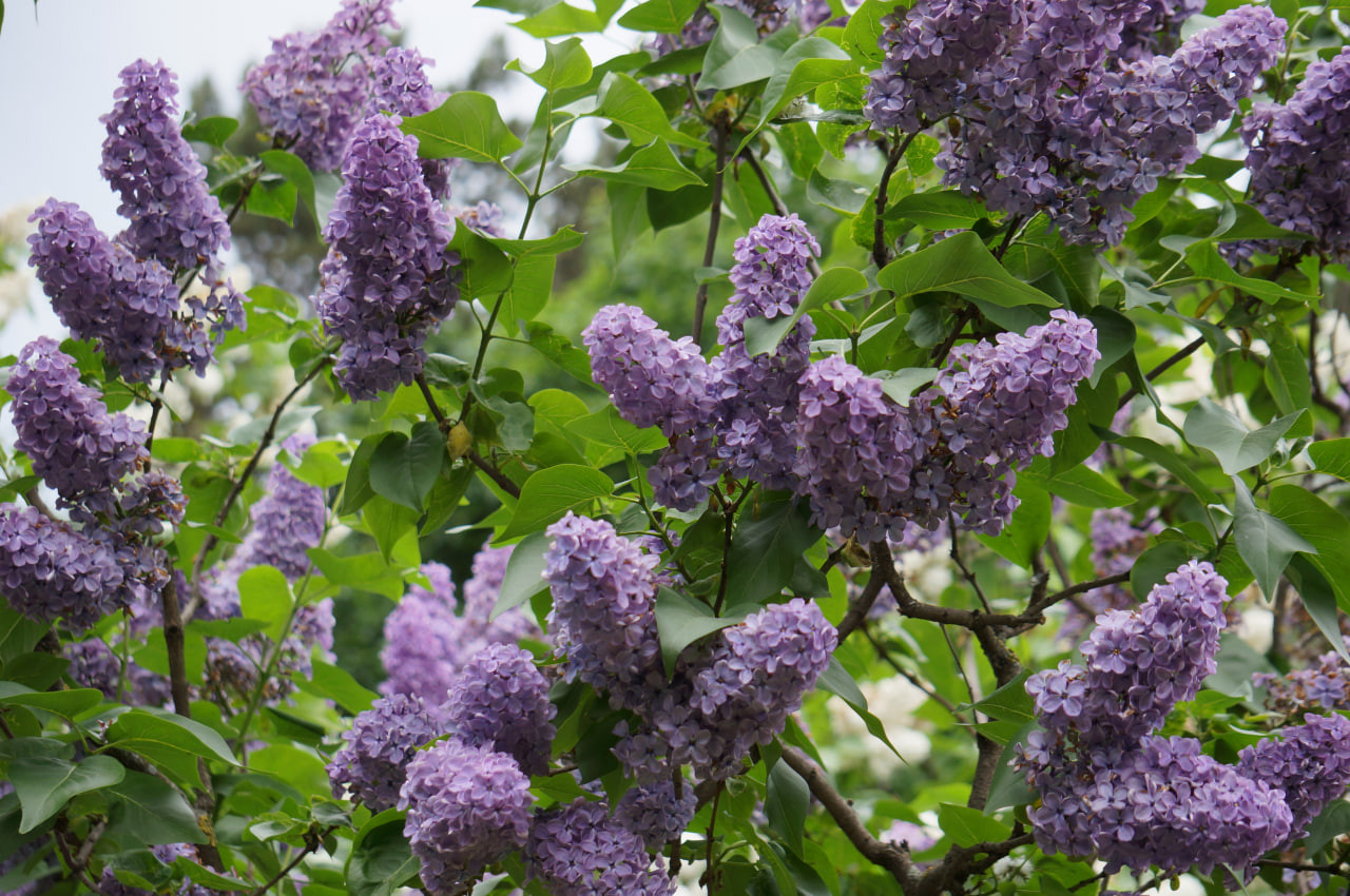 3. ‘Cavour’ (‘Кавур’)