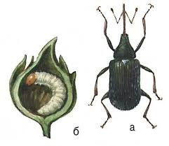 Малинно-земляничный долгоносик: а) — взрослое насекомое; б — личинка в бутоне