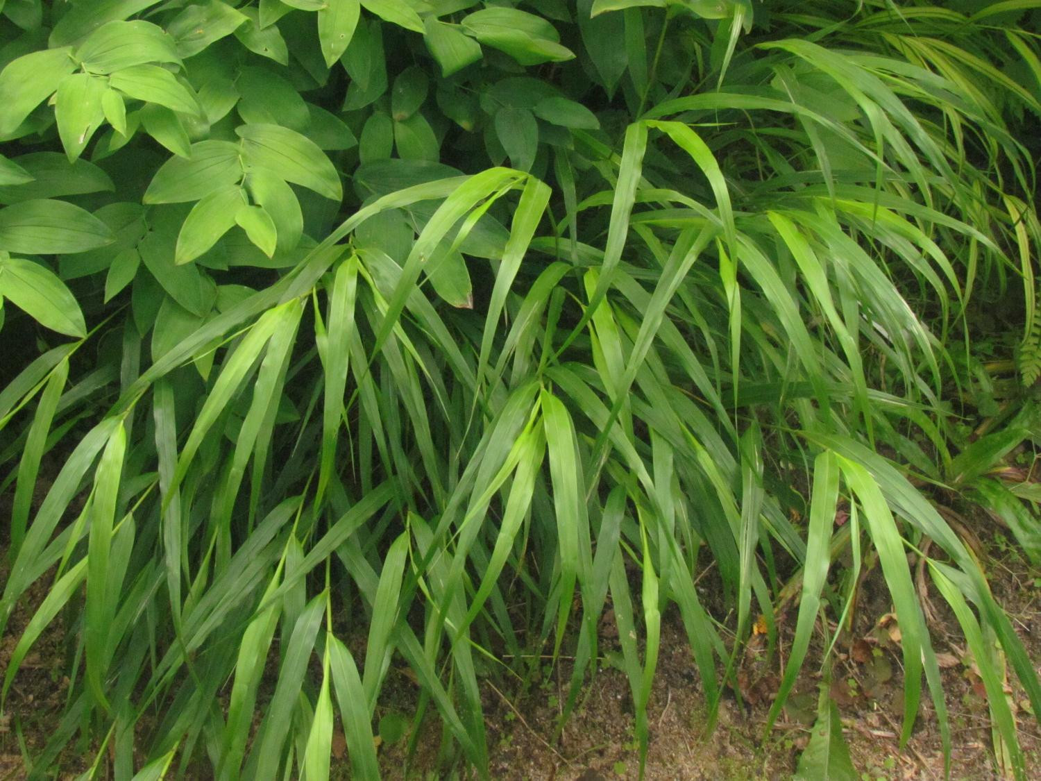 Хаконехлоа большая (Hakonechloa macra)