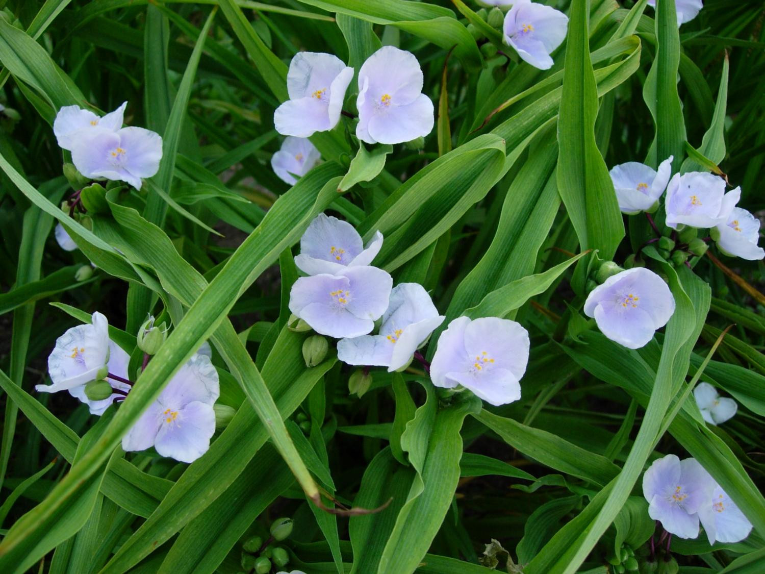 3. Традесканция Андерсона (Tradescantia × andersoniana W. Ludw. & Rohweder)