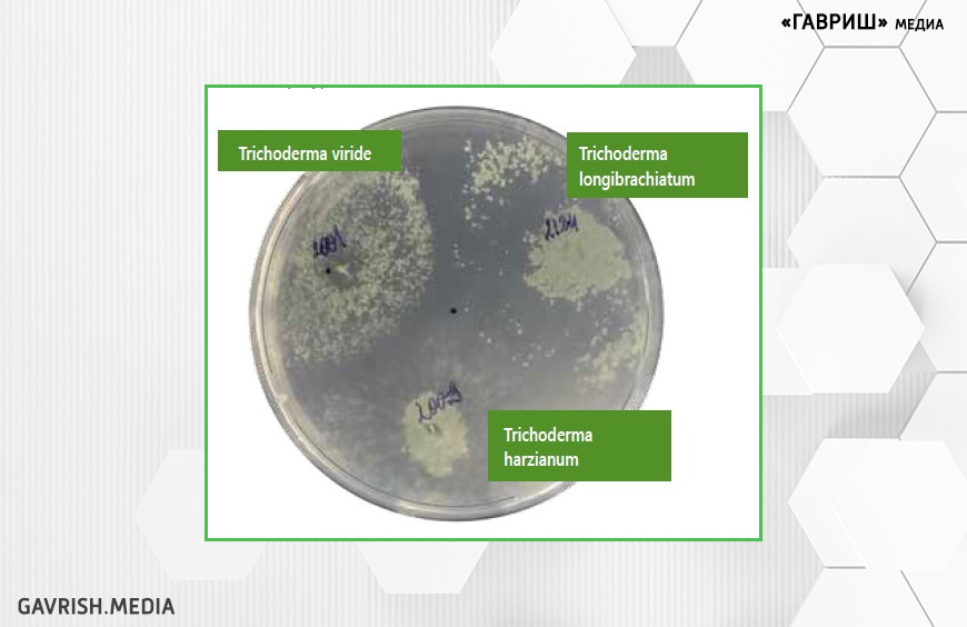 Рисунок 3. Макро- морфология взаимодействия Trichoderma spp. на среде Модель экссудатов при температуре 28 °С.