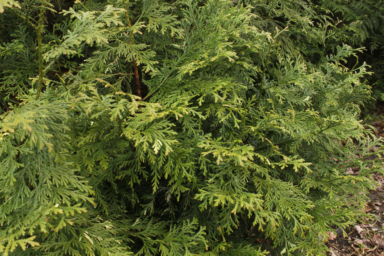 Листья туевика долотовидного ‘Variegata’