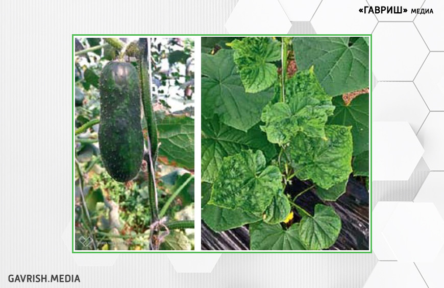 Плод и листья, поражённые вирусом зелёной крапчатой мозаики огурца