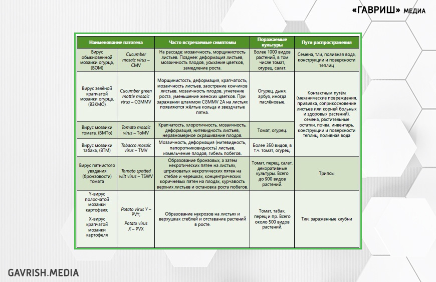 Таблица 1. Основные фитопатогенные вирусы, выделенные ИЛ «АгросервисДиагностика»