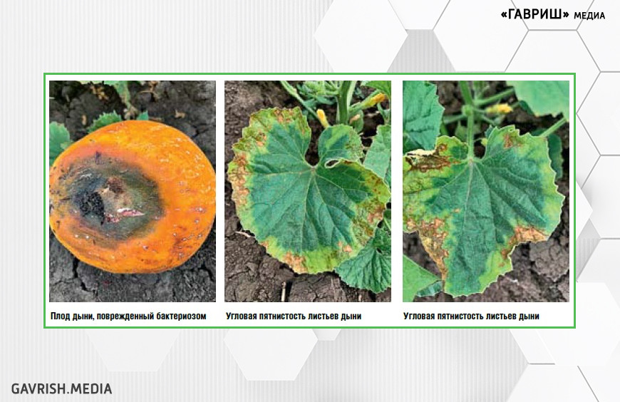 Угловая пятнистость листьев и бактериальное увядание на бахчевых культурах