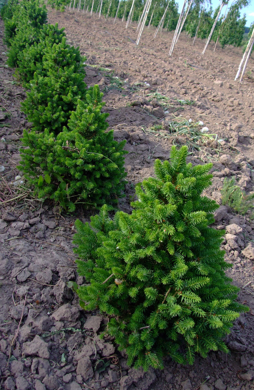 3. 5–6-летние растения ‘Wills Zwerg’ в Алексинском питомнике «ГАВРИШ» в июне