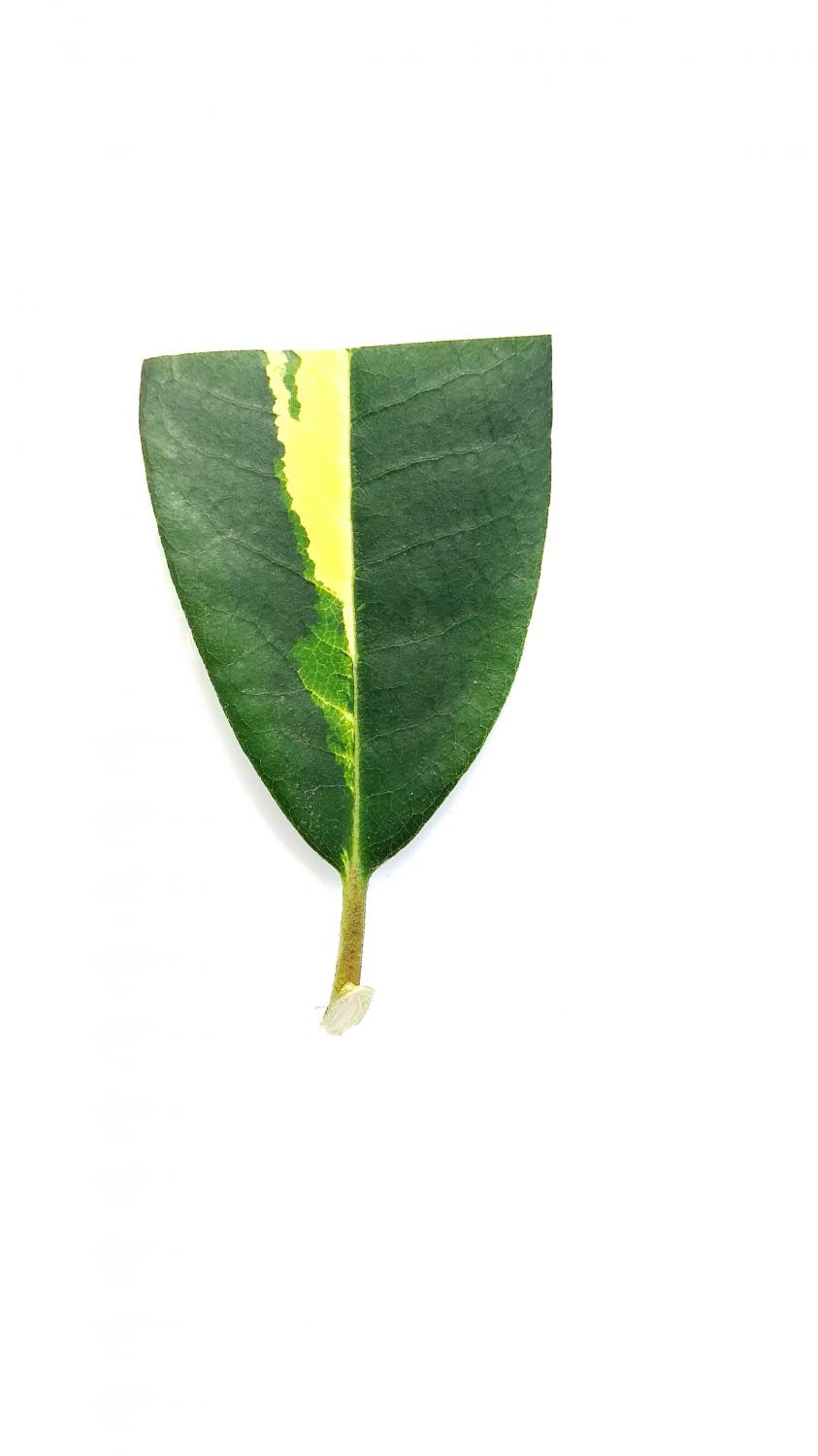 3. Листовые черенки рододендрона сорта ‘Goldflimmer’: а – подготовленный для укоренения лист (май)