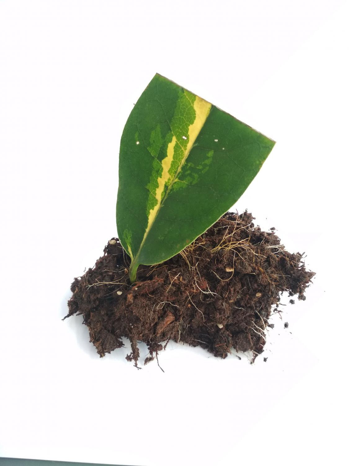 3. Листовые черенки рододендрона сорта ‘Goldflimmer’: б – укоренившийся листовой черенок (август)