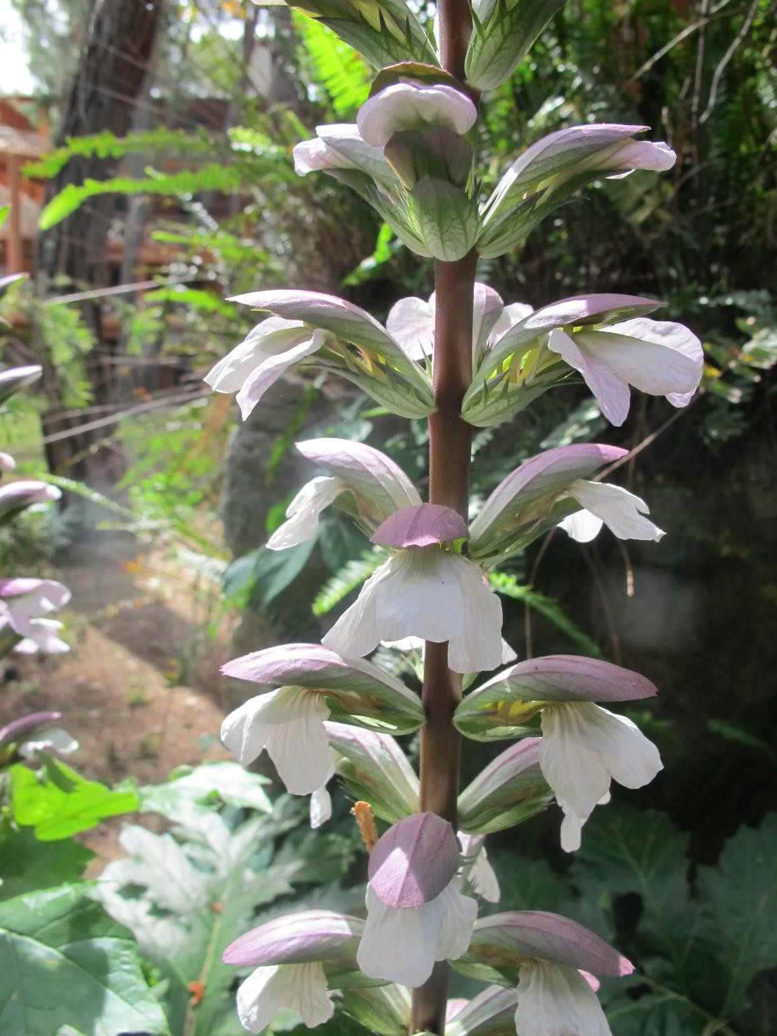 4. Цветки аканта