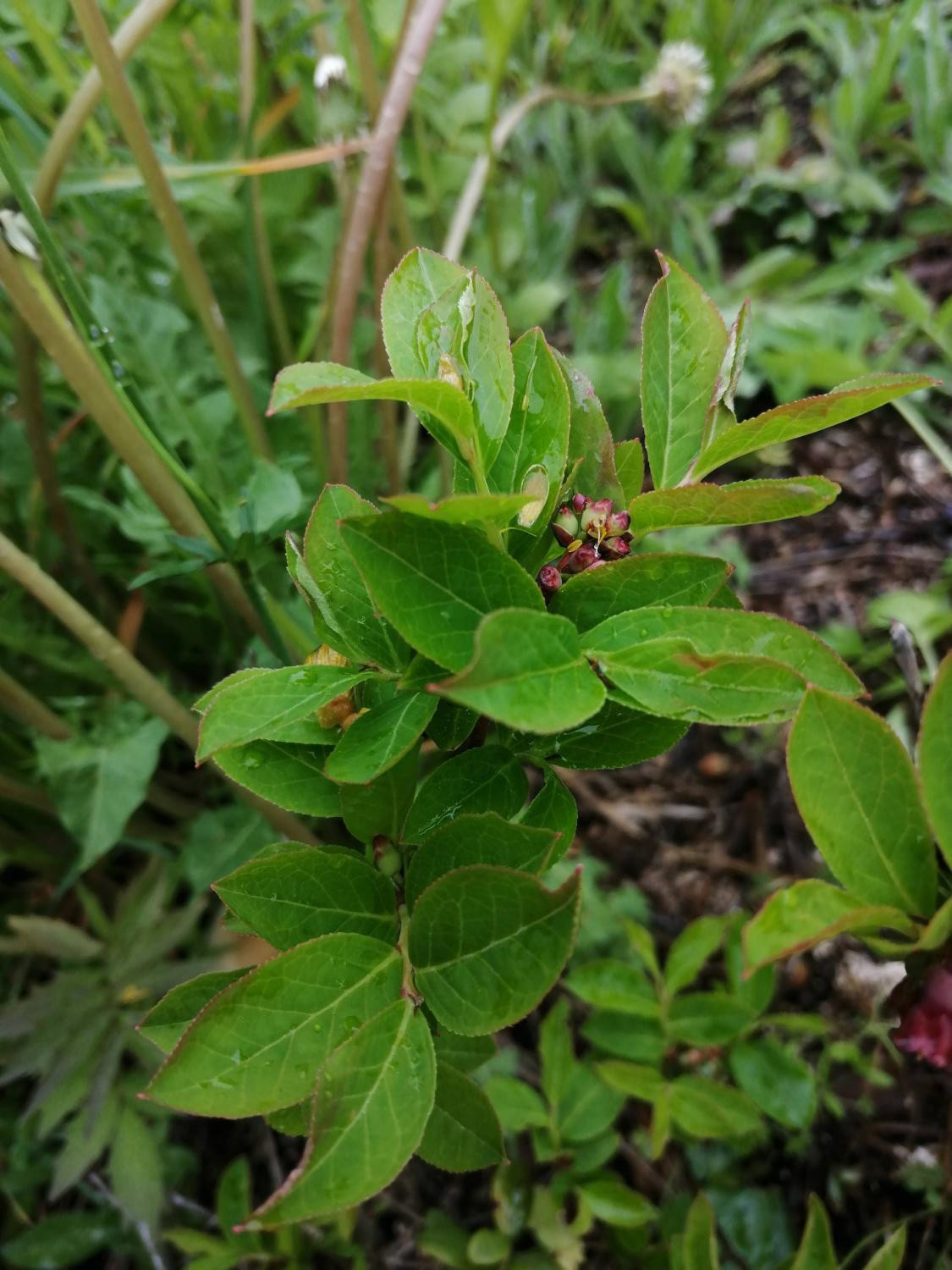 Ярко-зелёная листва и образовавшаяся завязь