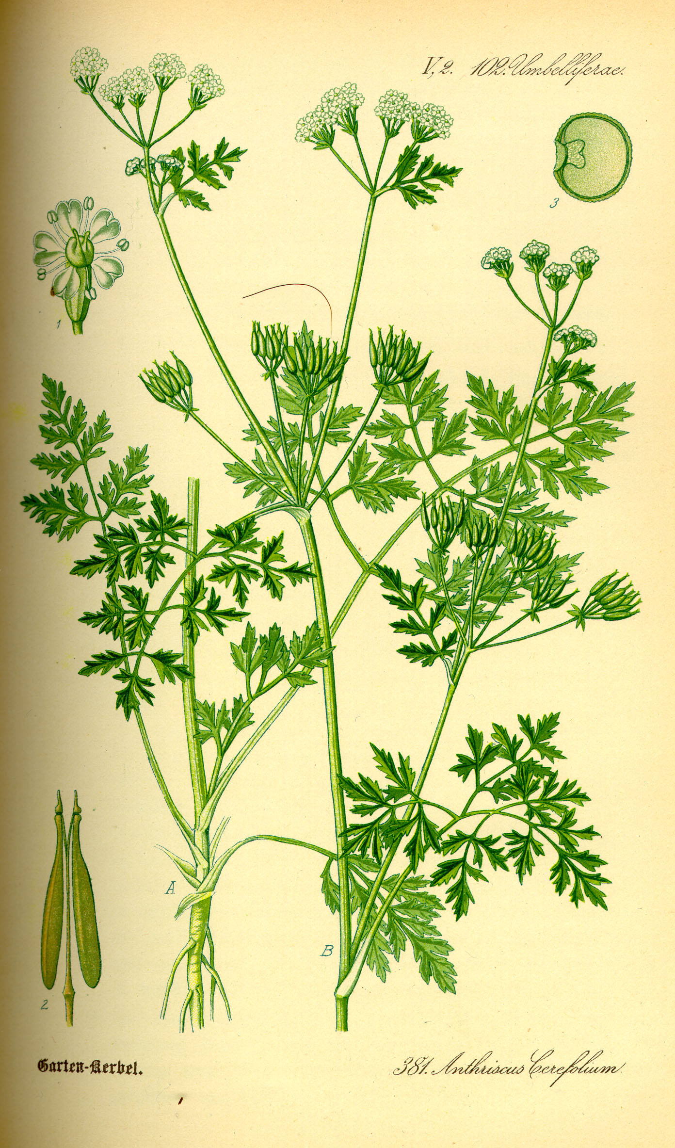 4. Кервель обыкновенный (Anthriscus cerefolium Hoffm.)