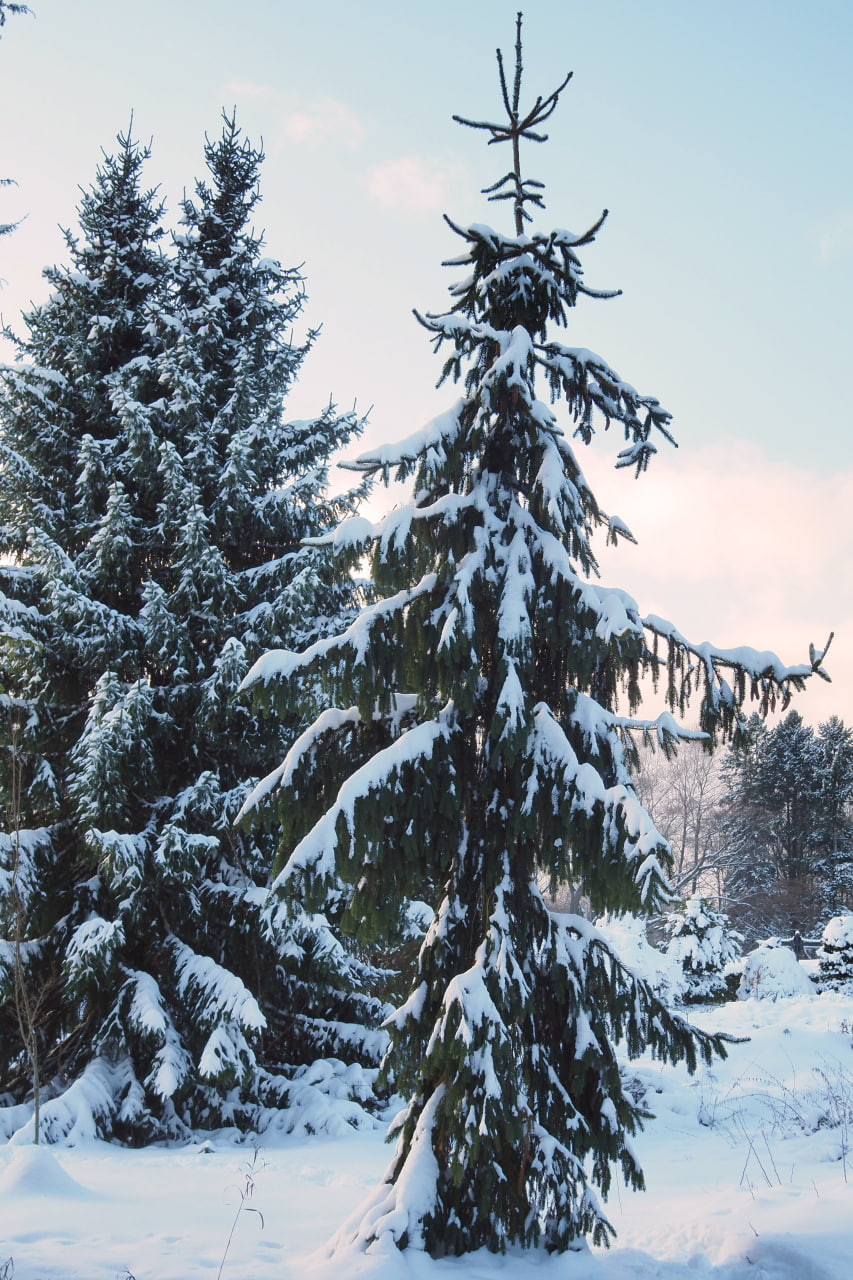 Фото 4. Picea abies ‘Pendula Major’