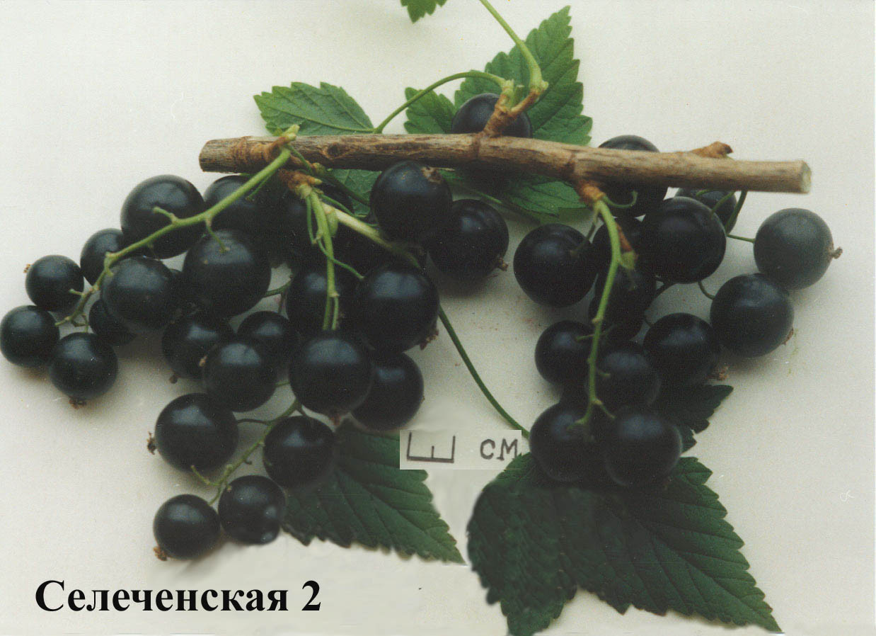 4. ‘Селеченская 2’