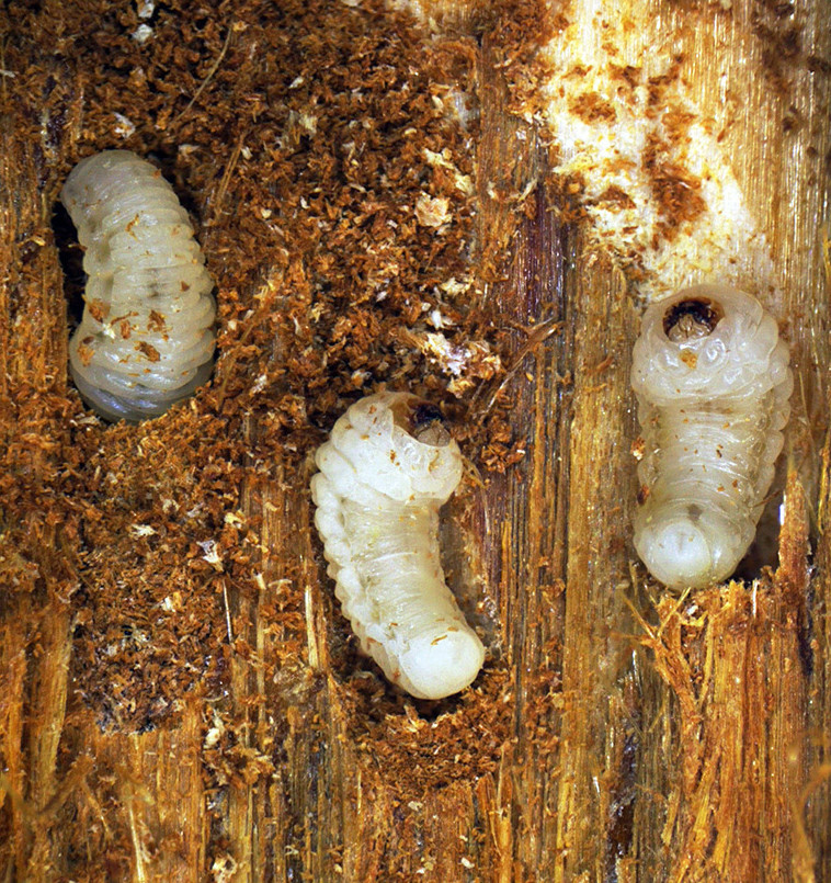 4. Личинки лубоедов