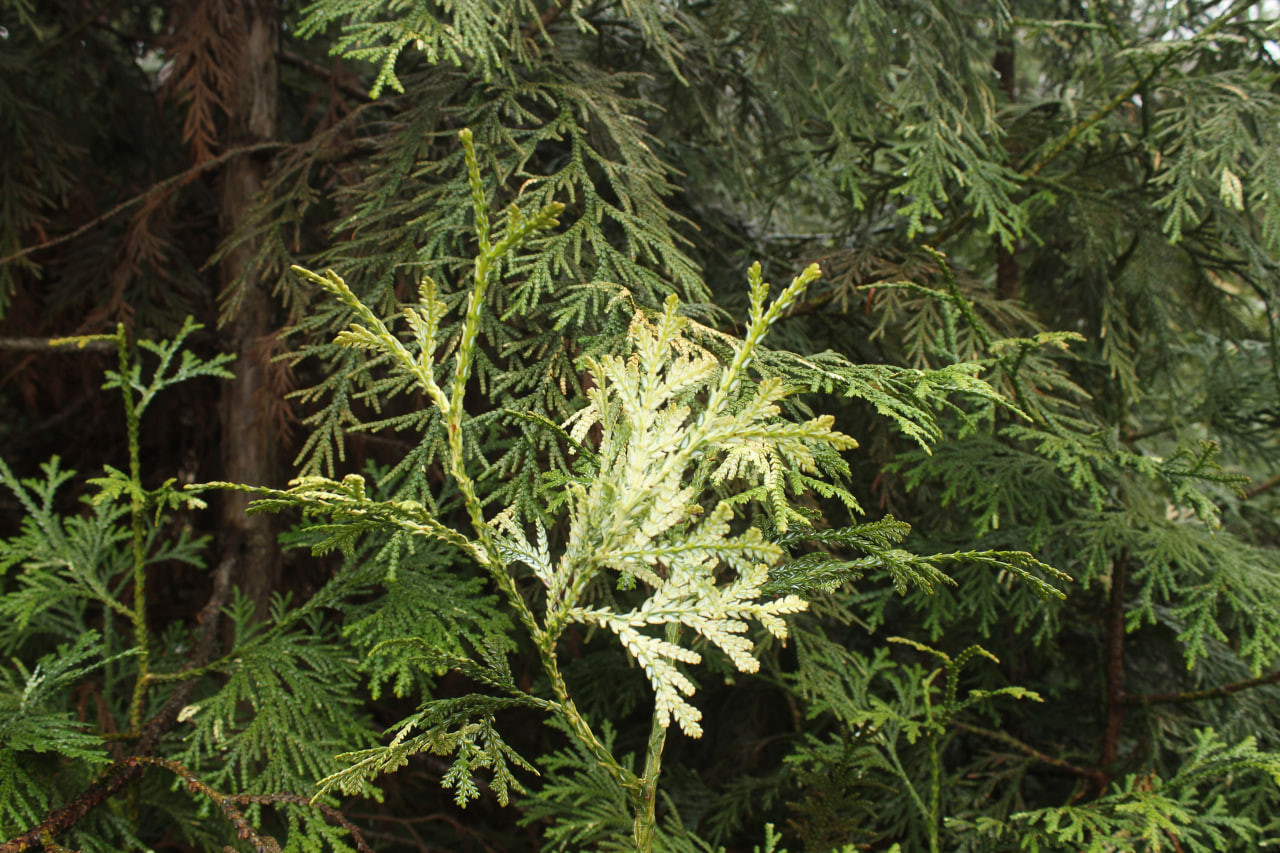 Нижняя сторона листьев туевика долотовидного ‘Variegata’