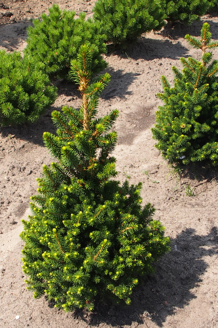 4. 4–5-летние растения ‘Wills Zwerg’ в июле