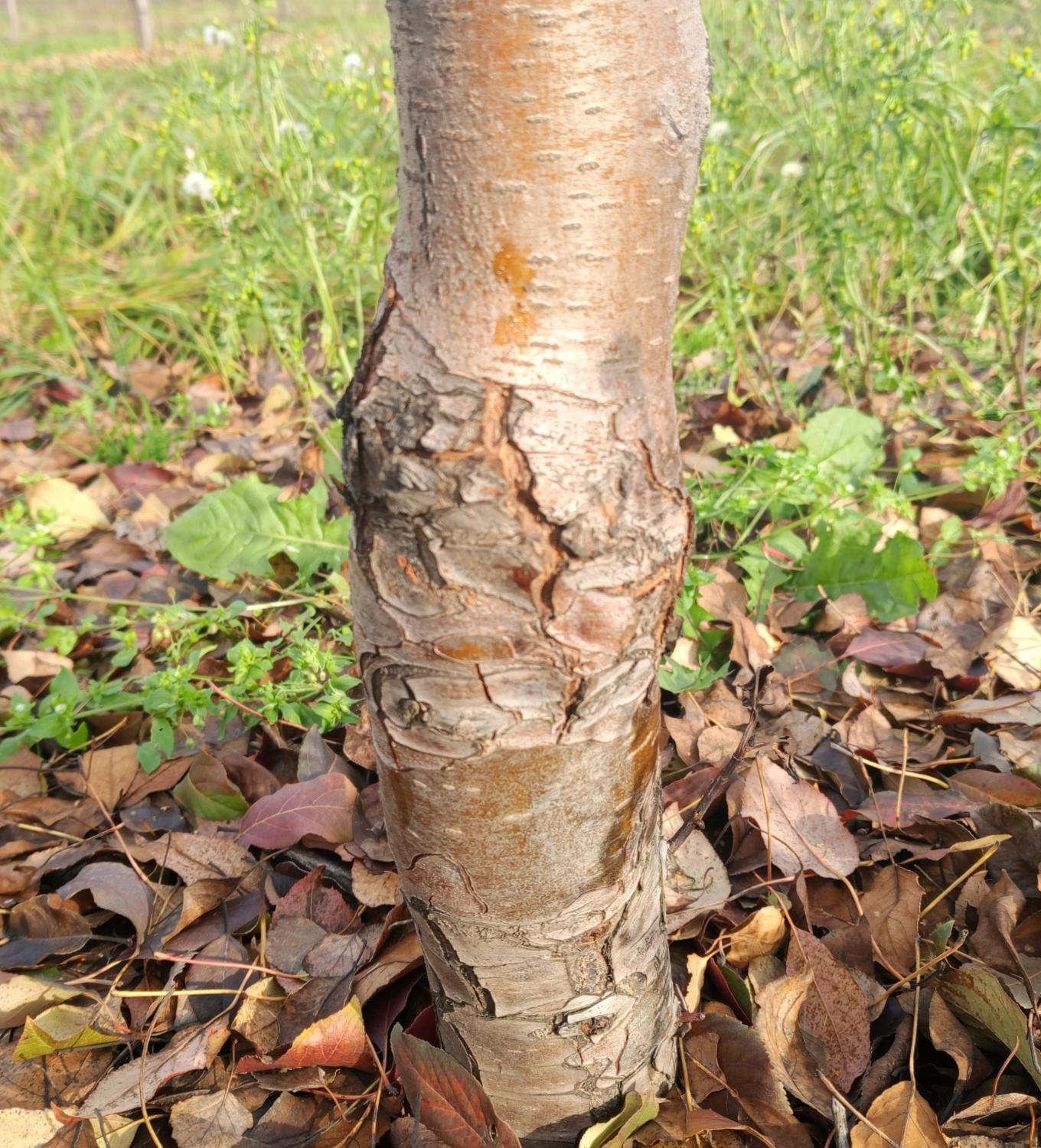 Нетрадиционные подвои груши. Новые возможности