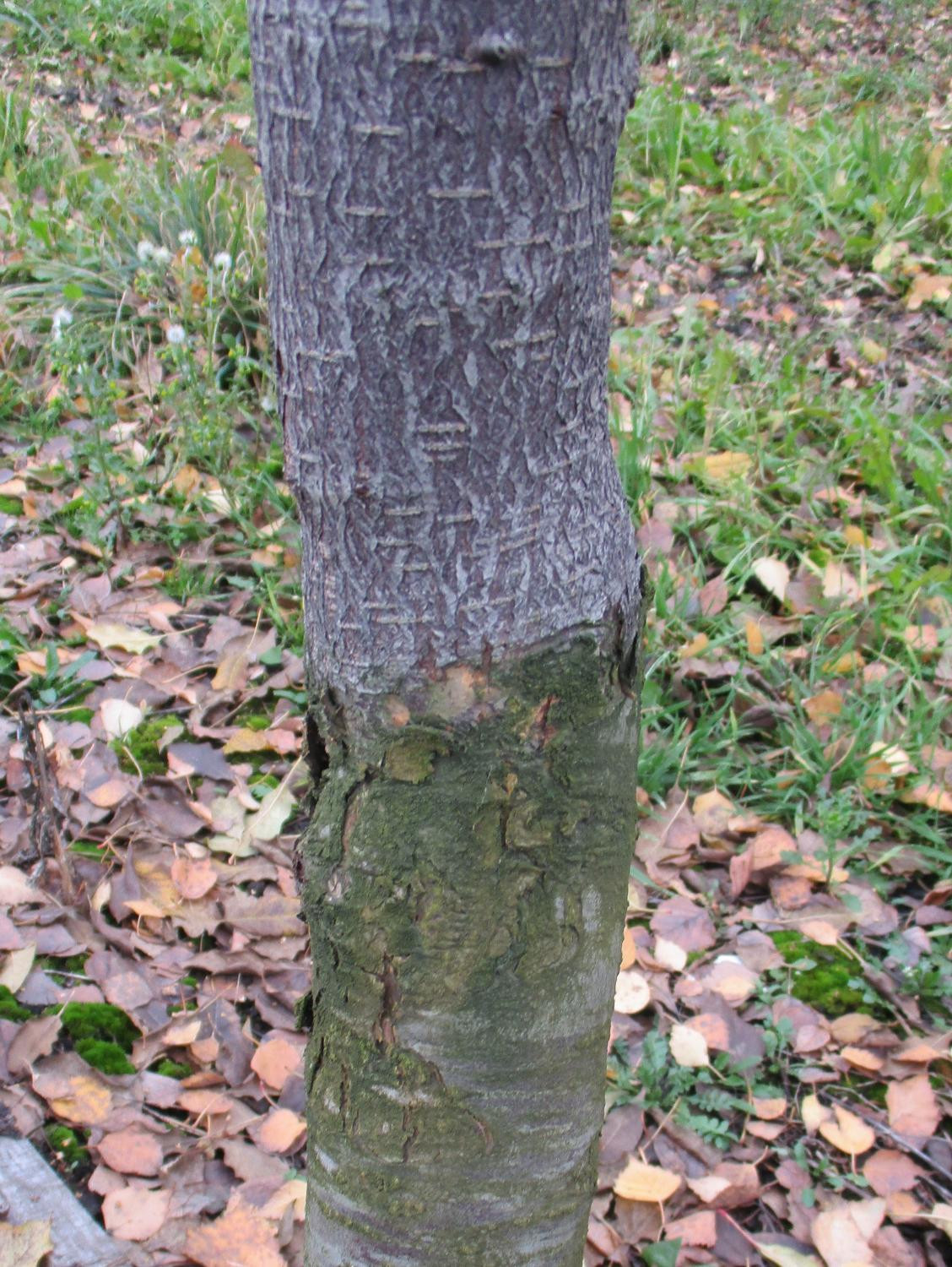 4. (а), (б) – Место прививки различных форм яблонево-грушевых гибридов с грушей в 6-летнем возрасте