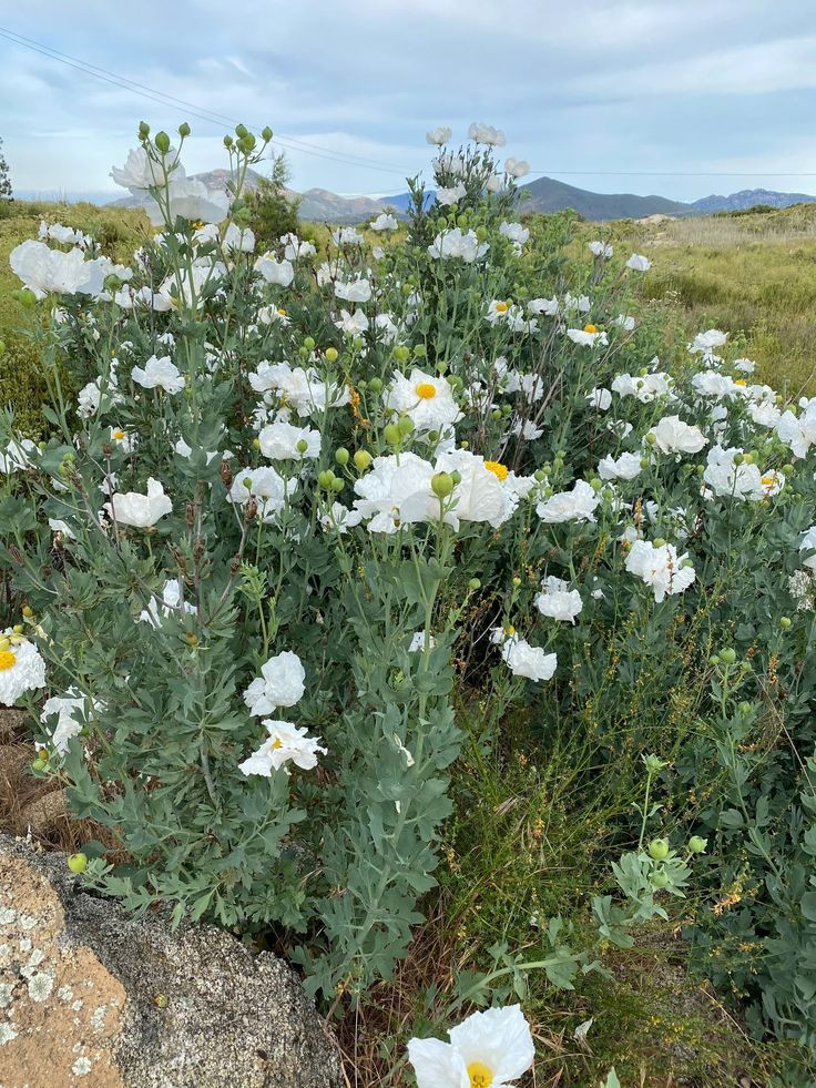 5. Ромнея Культера (Romneya coulteri Harv.), куст