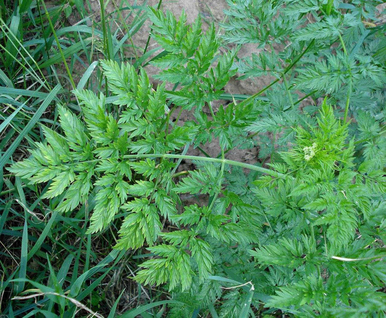 5. Бутень клубненосный (Chaerophyllum bulbosum L.)
