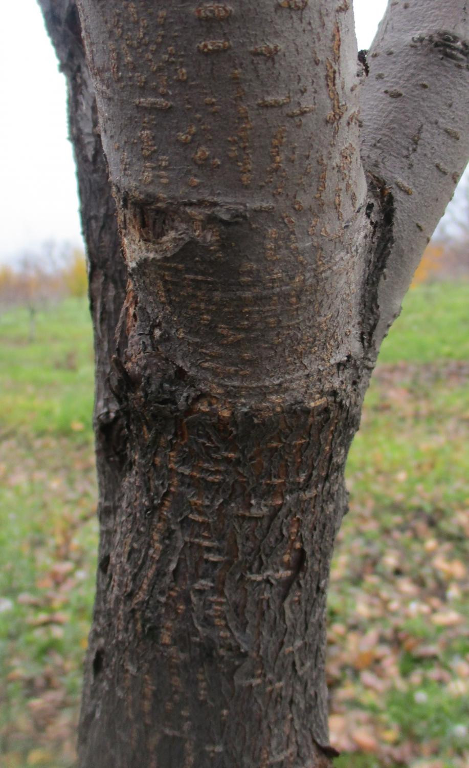 5. Место прививки груши сорта ‘Подарок Высоцкого’ на яблонево-грушевом гибриде в 6-летнем возрасте