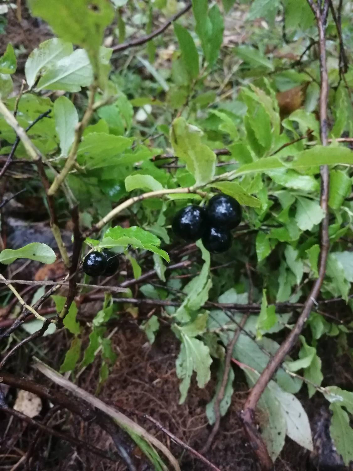 Плодоношение черники Смолла