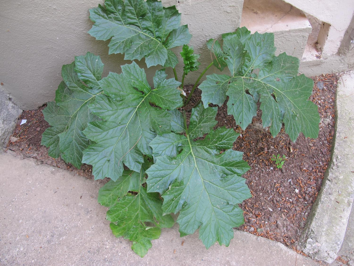 5. Листья аканта