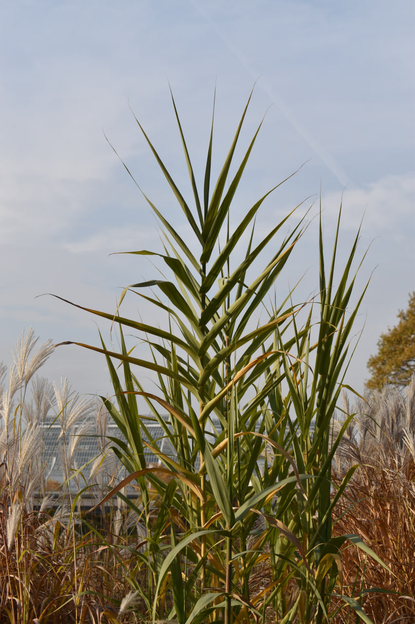 Арундо тростниковый (Arundo donax)