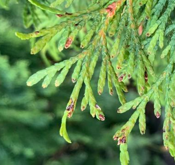 5. Признаки питания лубоеда на хвое