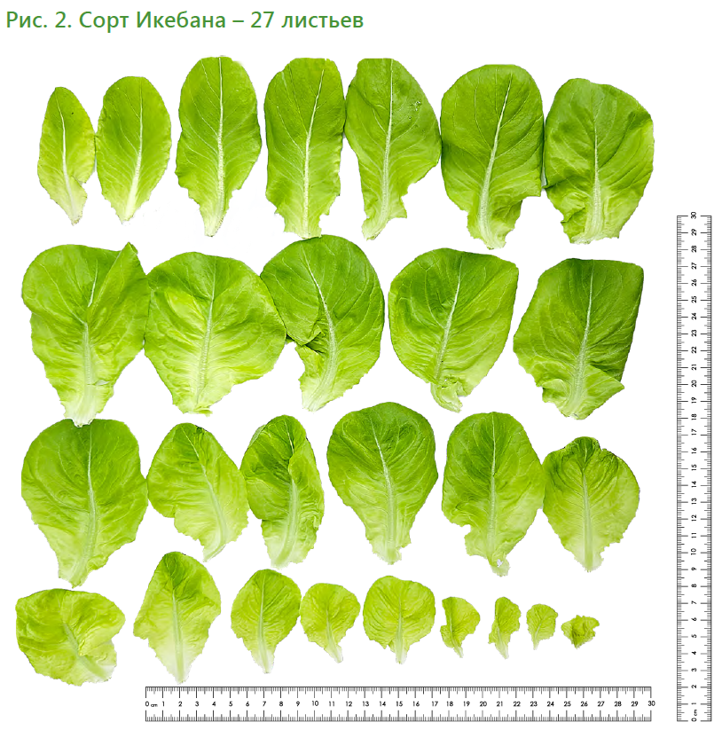 Салатный микс