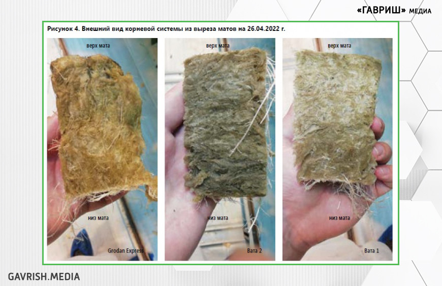 Рисунок 4. Внешний вид корневой системы из выреза матов на 26.04.2022 г.
