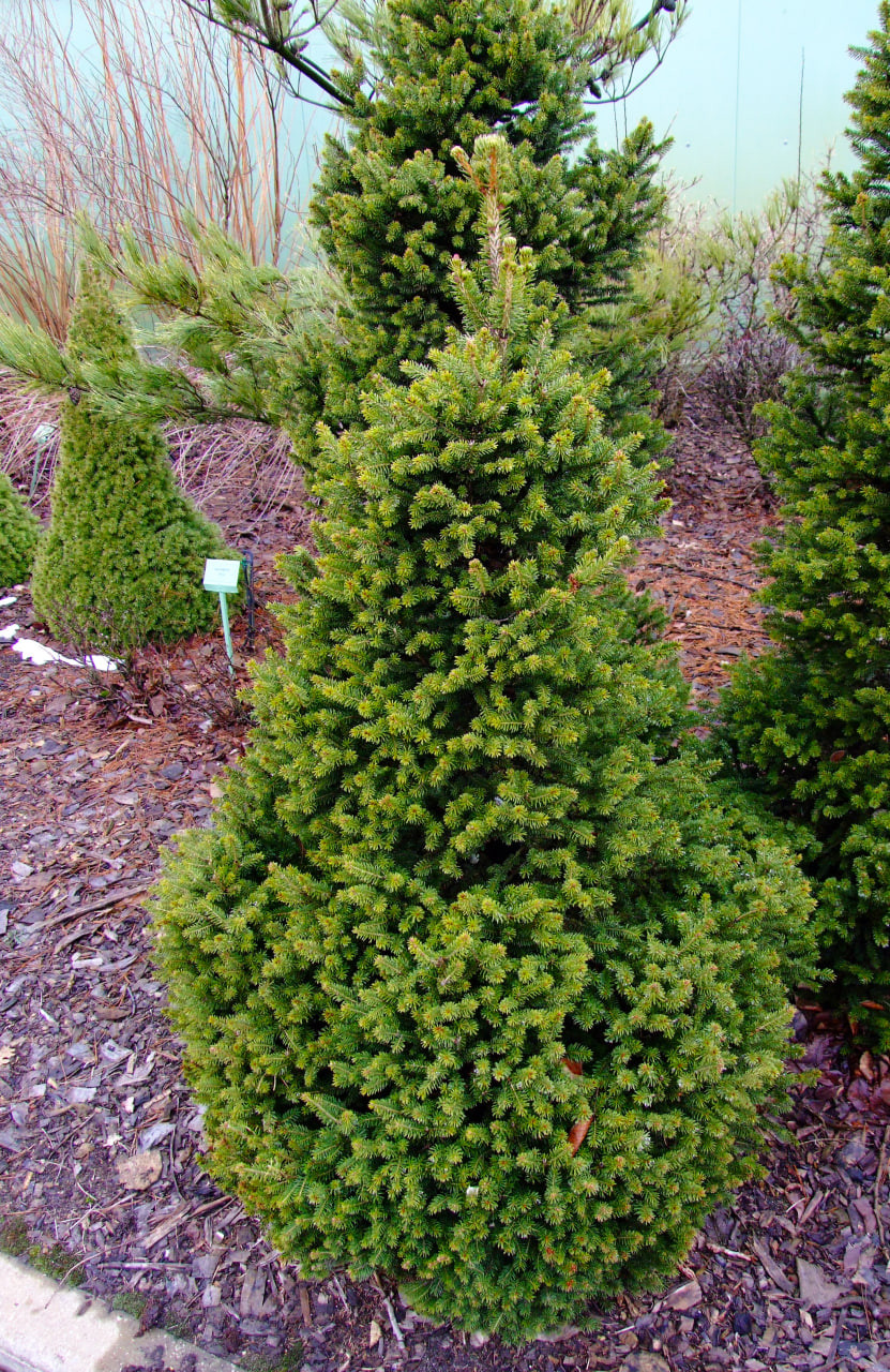 5. ‘Wills Zwerg’, на заднем плане ‘Conica’, в марте