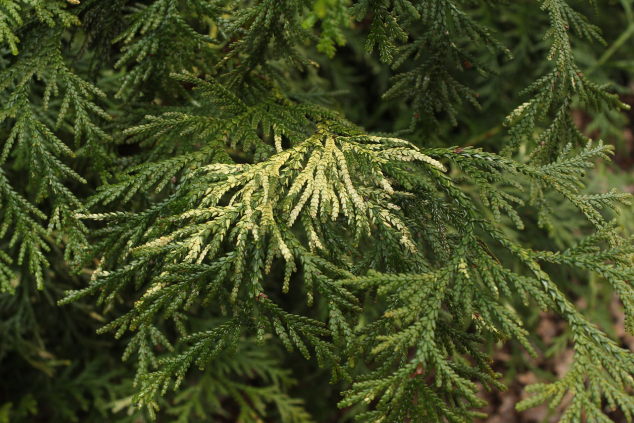 Различная пестрота листьев туевика долотовидного ‘Variegata’