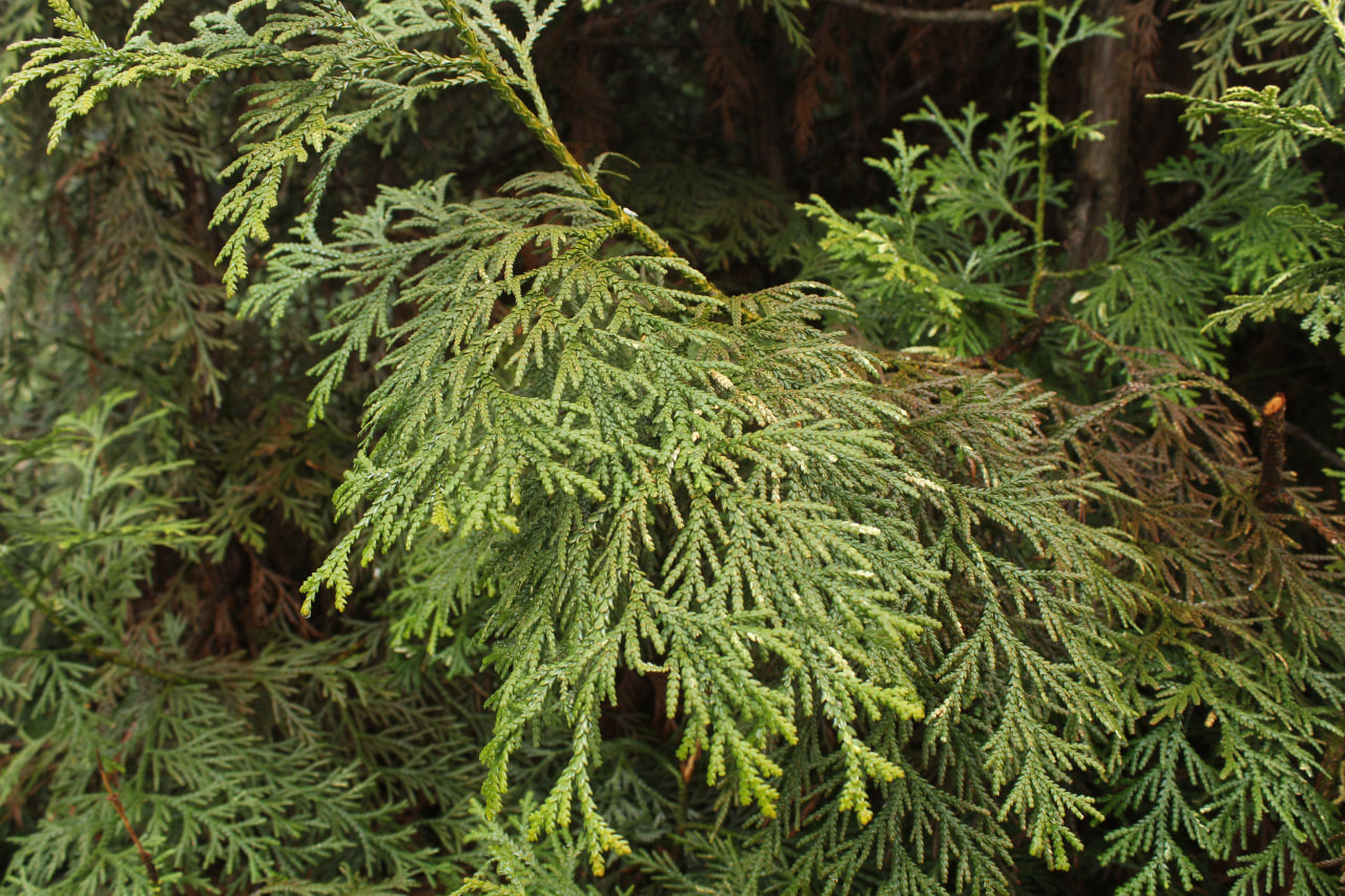 Туевик долотовидный 