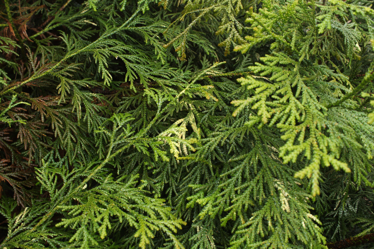 Туевик долотовидный 