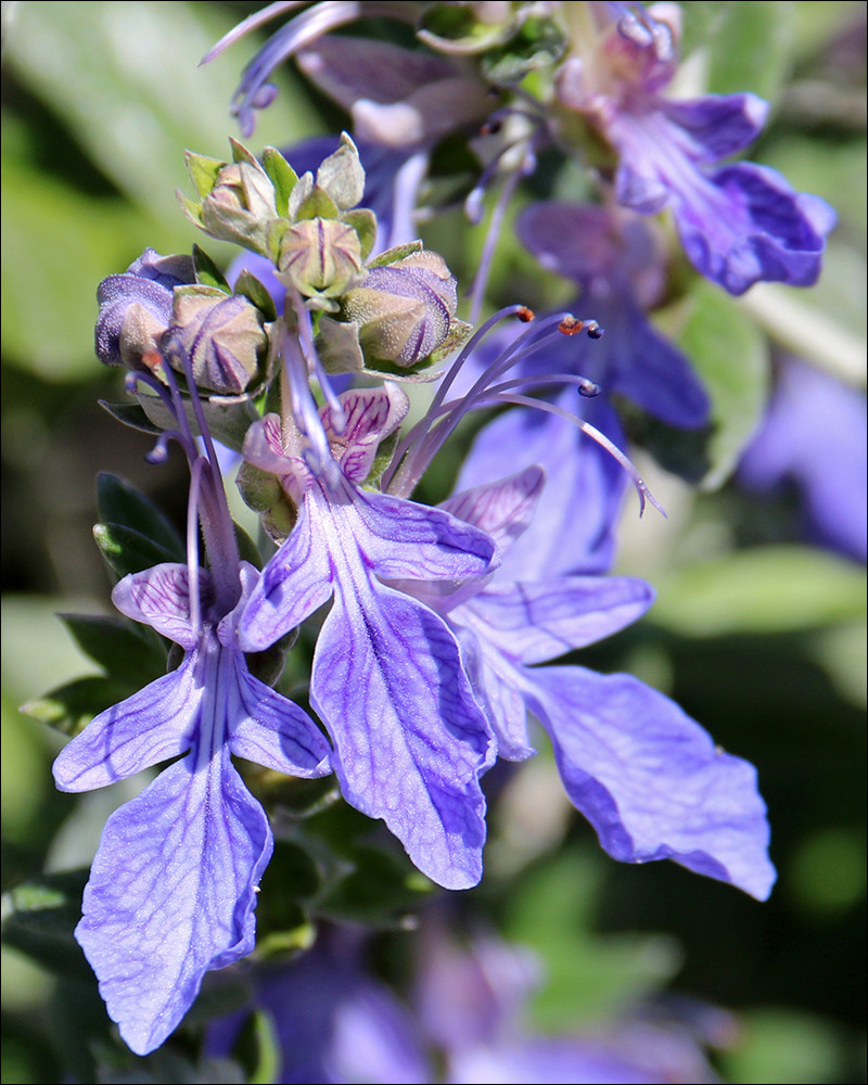 Дубровник кустарниковый (T. fruticans)