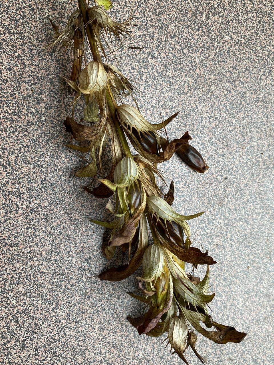 6. Соцветие аканта с плодами, плоды и семена аканта